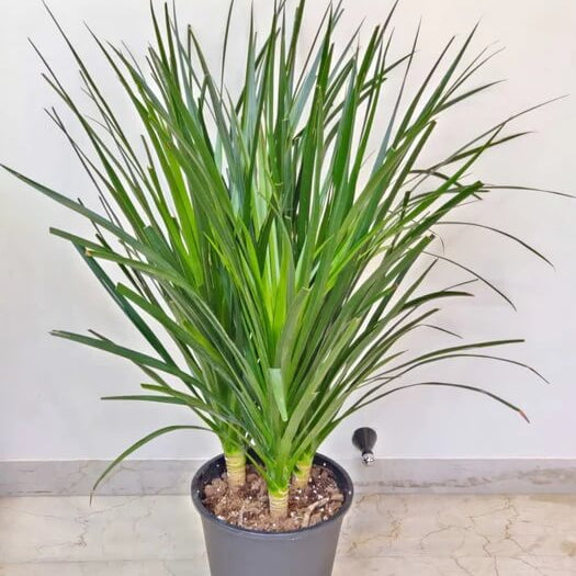 Dracaena Spike Seeds - Flower Plant