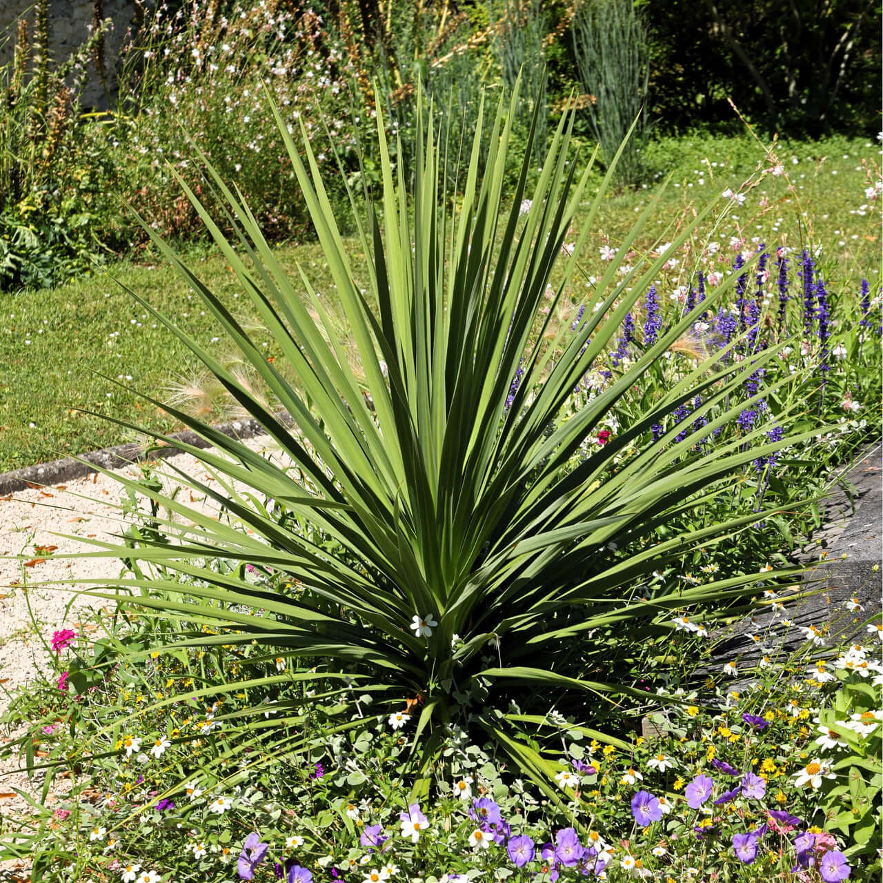 Dracaena Spike Seeds - Flower Plant