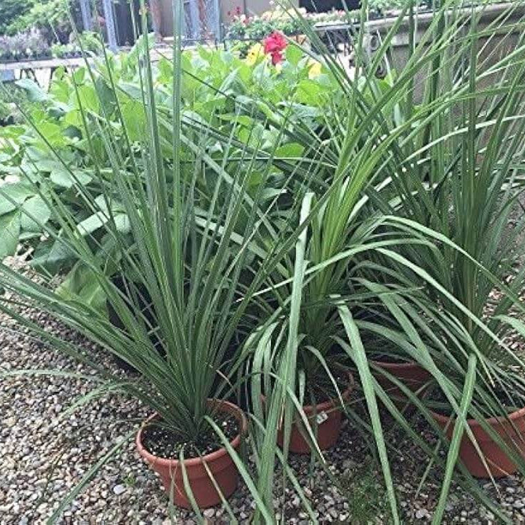 Dracaena Spike Seeds - Flower Plant