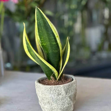 Dracaena Trifasciata Seeds