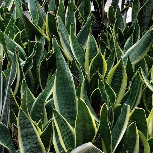 Dracaena Trifasciata Seeds