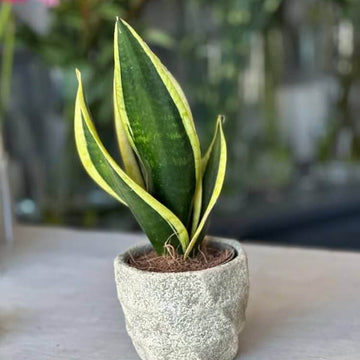 Dracaena Trifasciata Seeds for Planting 
