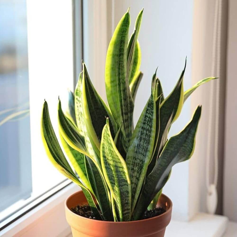Dracaena Trifasciata Seeds for Planting 