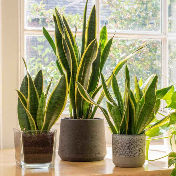 Dracaena Trifasciata Seeds for Planting 