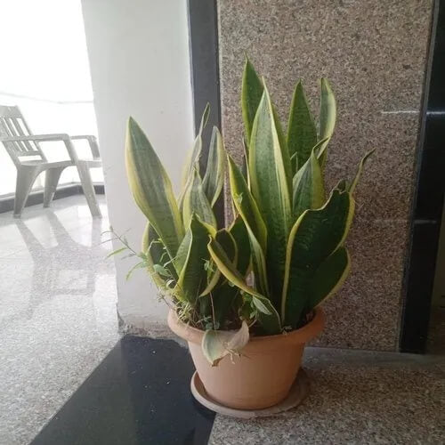 Dracaena Trifasciata Seeds for Planting 