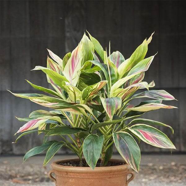 Dracaena Warneckii Seeds