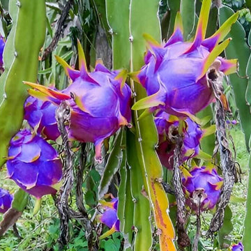 Dragon Seeds - Blue