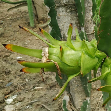 Dragon Seeds - Light Green