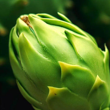 Dragon Seeds - Light Green