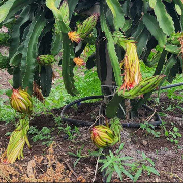 Dragon Seeds - Parrot Green