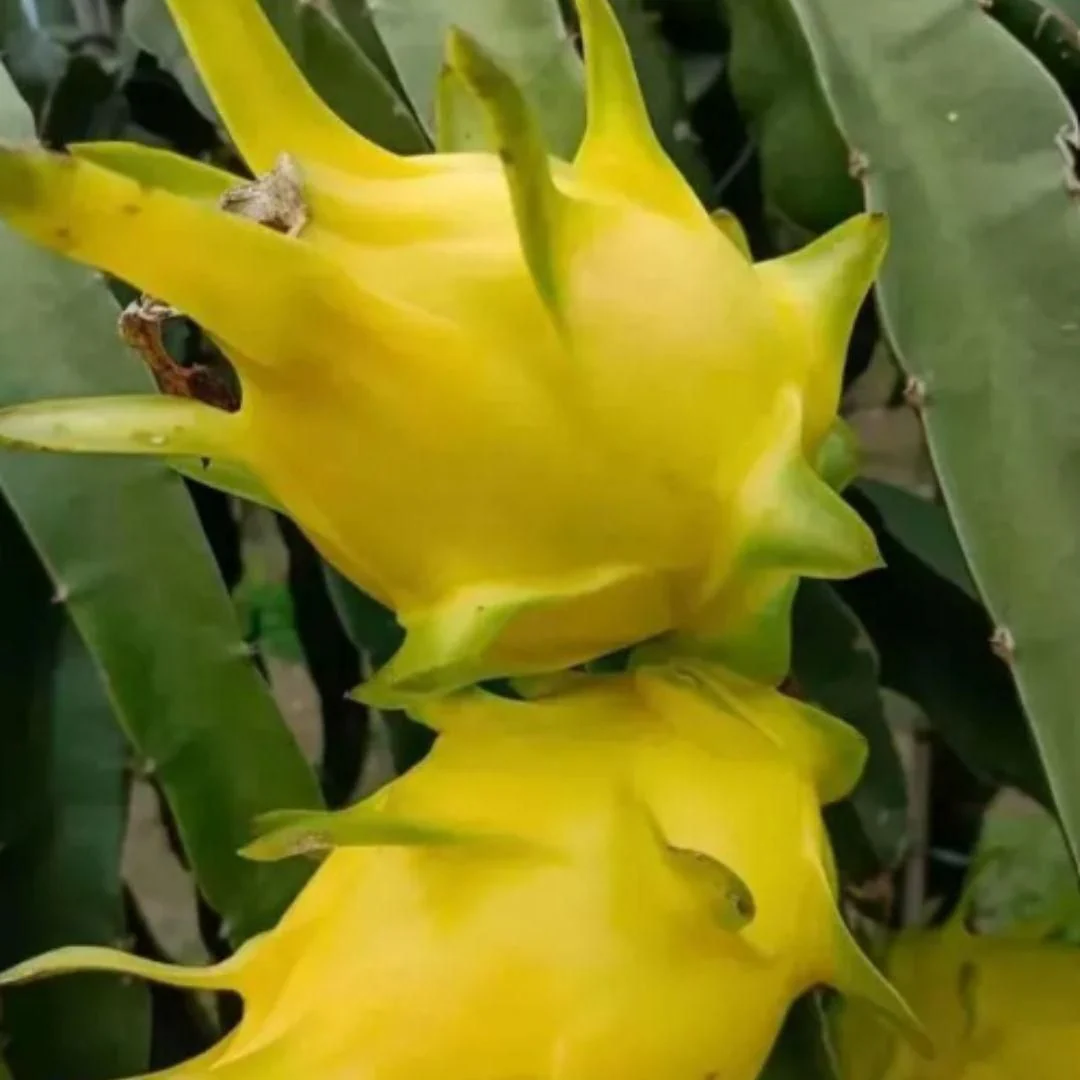 Dragon Seeds - Yellow
