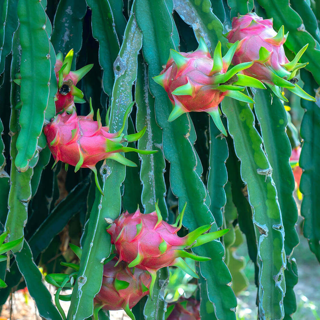 Dragon Seeds - lavender