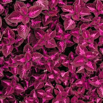 Dragon Coleus Seeds - Flower Plant