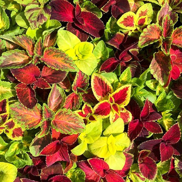 Dragon Coleus Seeds - Flower Plant