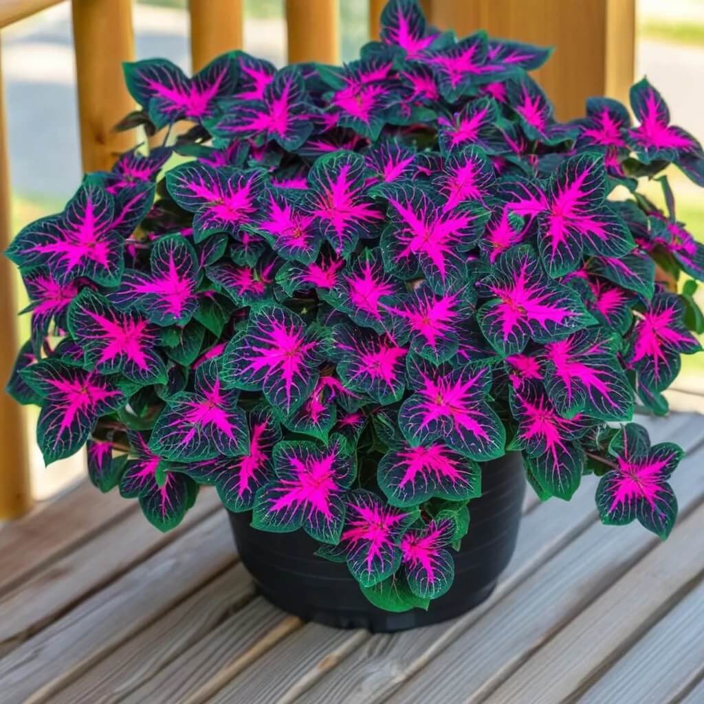 Dragon Coleus Seeds - Flower Plant