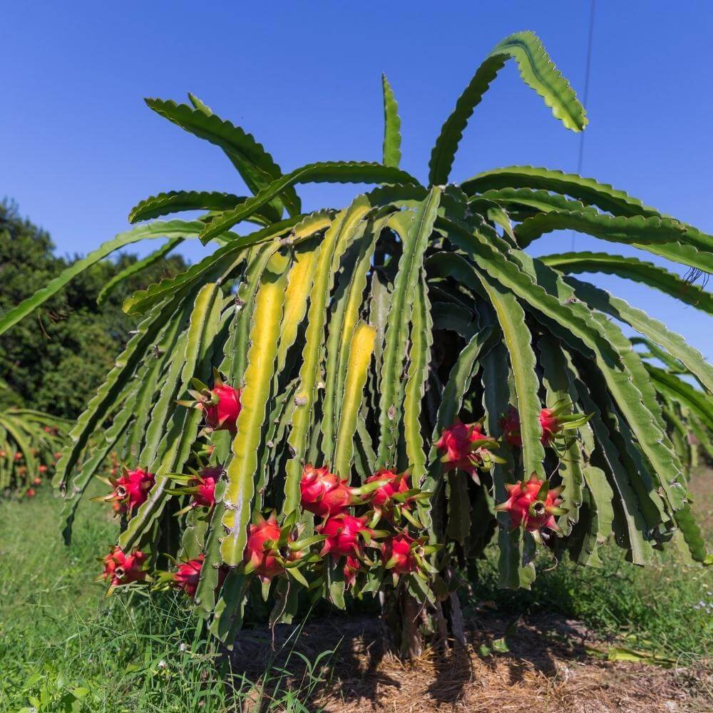 Dragon Seeds – Exotic Climbing
