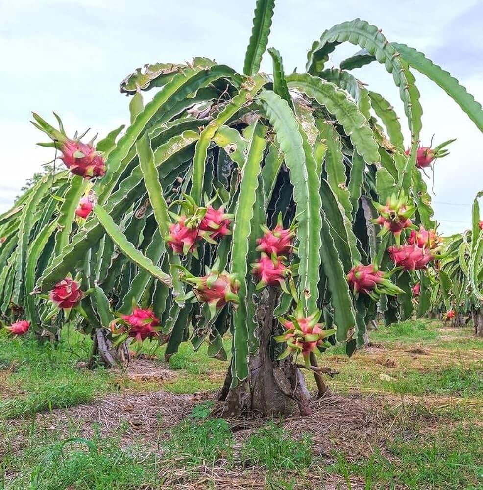 Dragon Fruit Seeds – Pink
