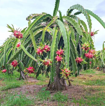 Dragon Fruit Seeds – Pink
