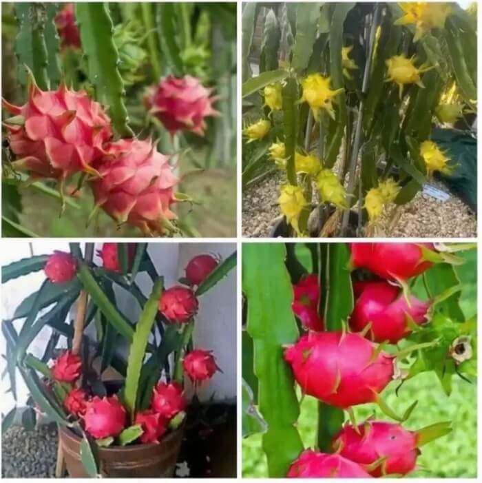 Dragon Seeds – Mixed Color
