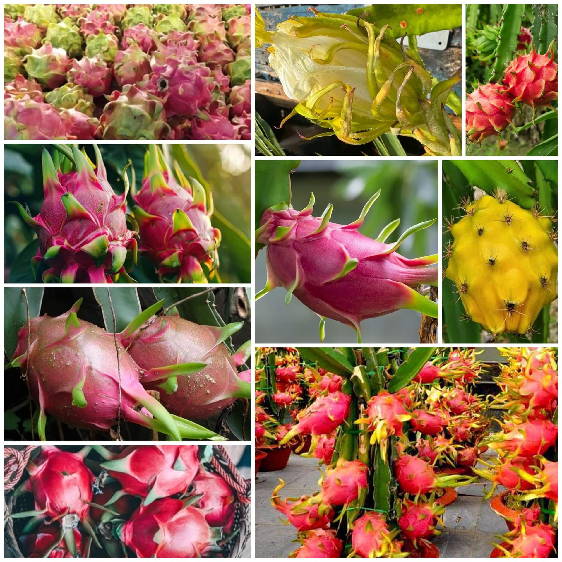 Dragon Seeds - All In One For Home Gardens