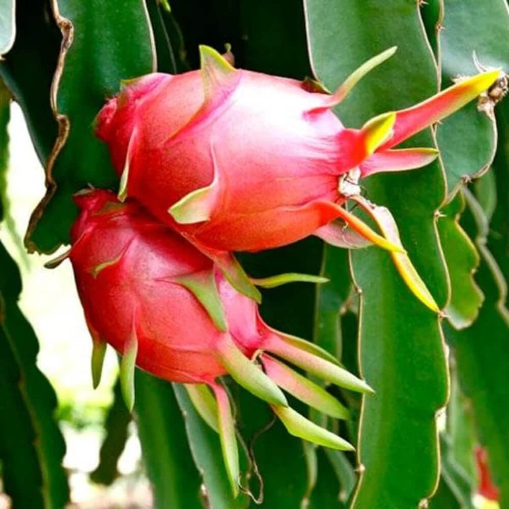 Dragon Seeds - All In One For Home Gardens
