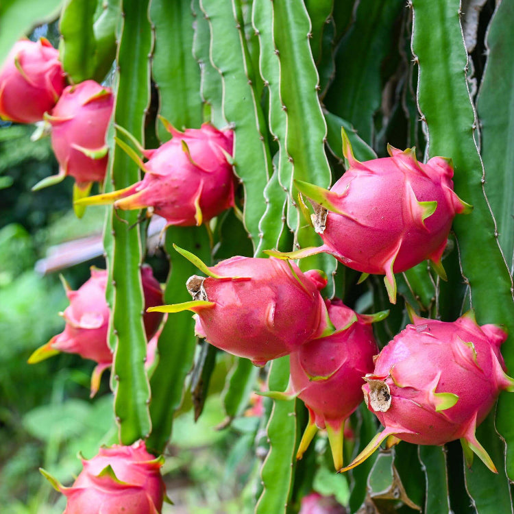 Dragon Seeds - All In One For Home Gardens