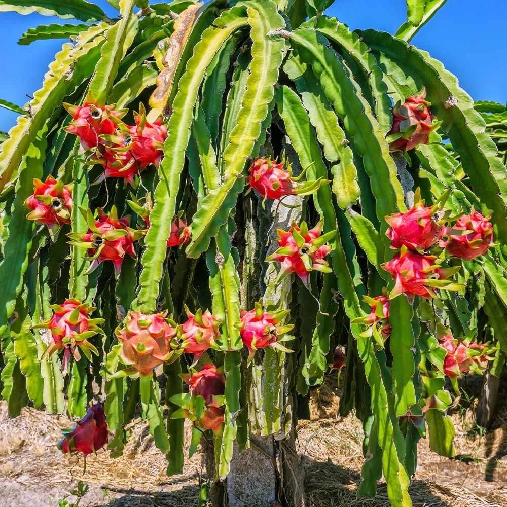 Dragon Seeds - All In One For Home Gardens