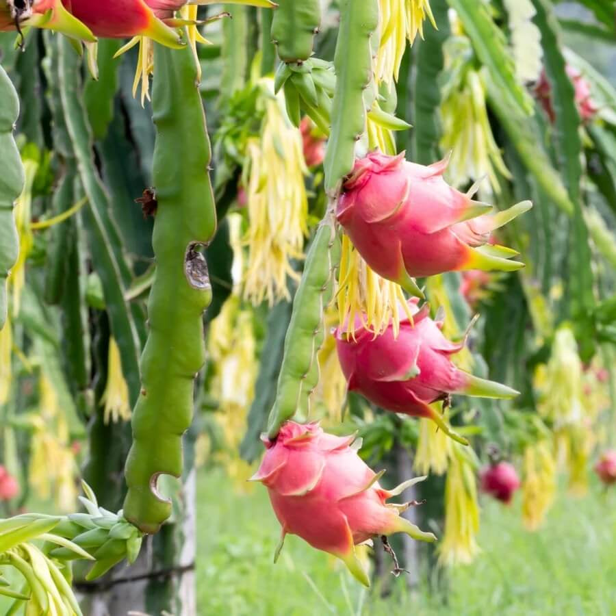 Dragon Seeds - All In One For Home Gardens