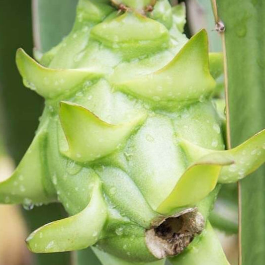 Dragon Seeds - Light Green