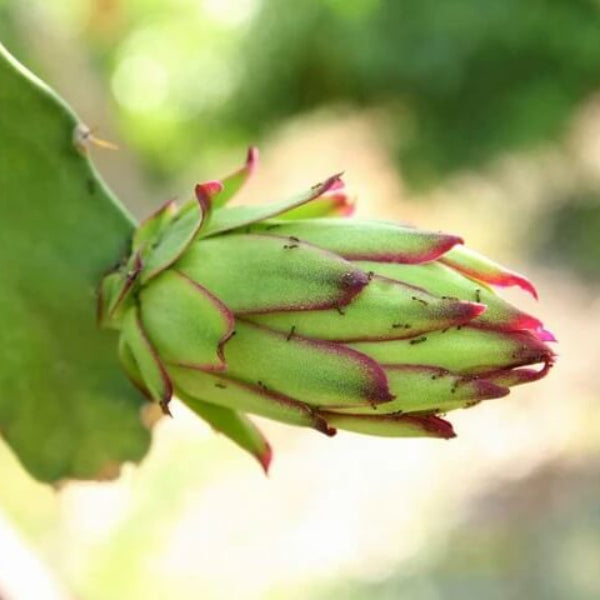 Dragon Seeds - Parrot Green