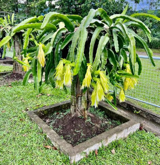 Dragon Seeds - Yellow
