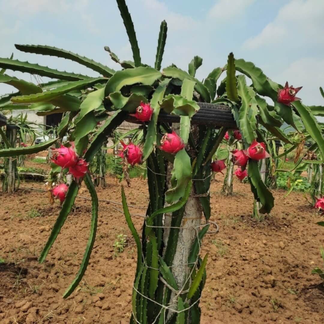 Dragon Seeds – Exotic Climbing
