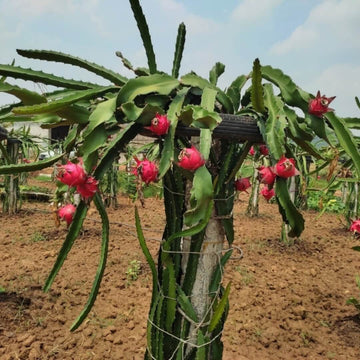 Dragon Seeds – Exotic Climbing
