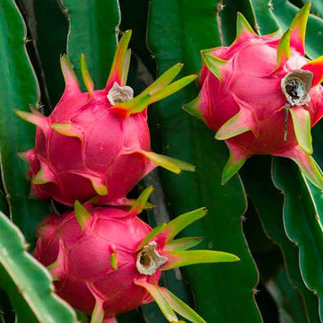 Dragon Seeds – White
