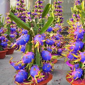 Dragon Seeds – Sky Blue
