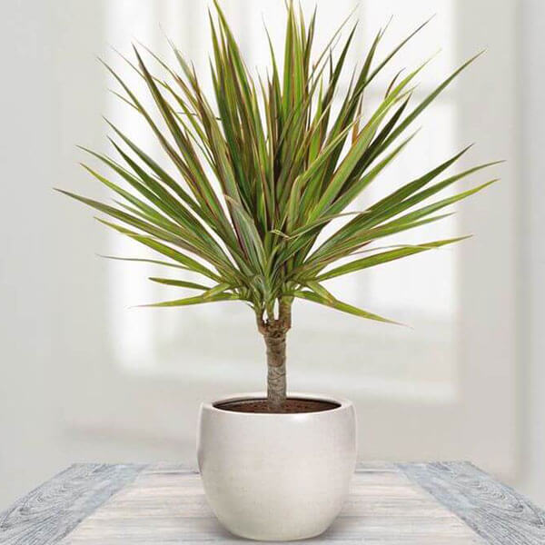 Dragon Tree Seeds