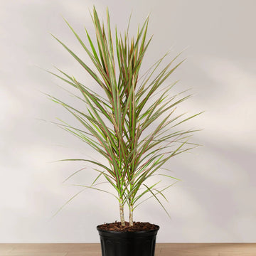 Dragon Tree Seeds