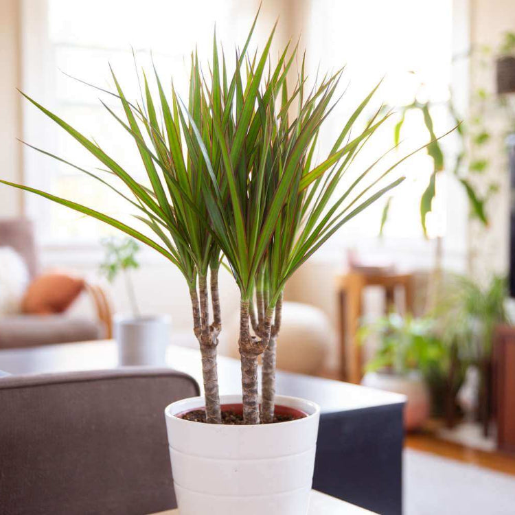 Dragon Tree Seeds for Planting