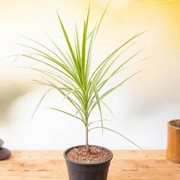 Dragon Tree Seeds for Planting