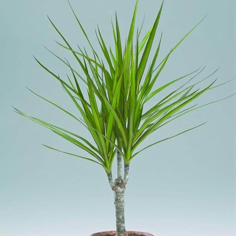 Dragon Tree Seeds for Planting