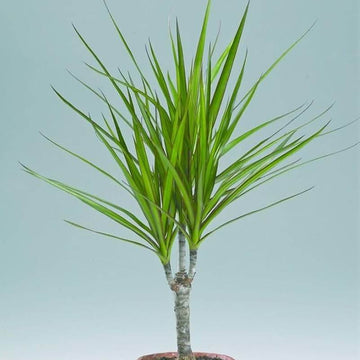 Dragon Tree Seeds for Planting