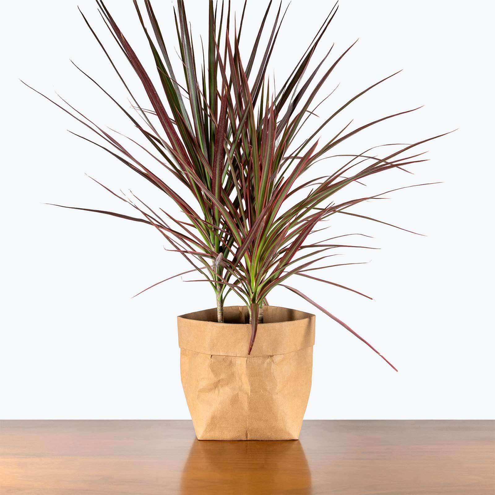 Dragon Tree Seeds for Planting