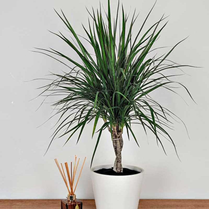 Dragon Tree Seeds for Planting