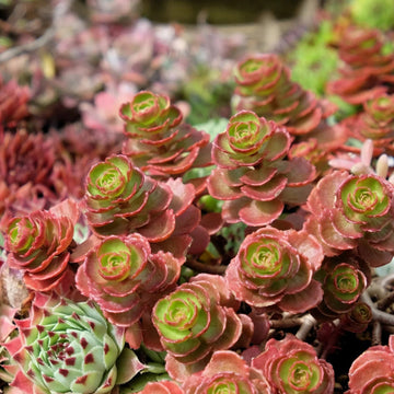 Dragon’s Blood Sedum Seeds - Flower Plant