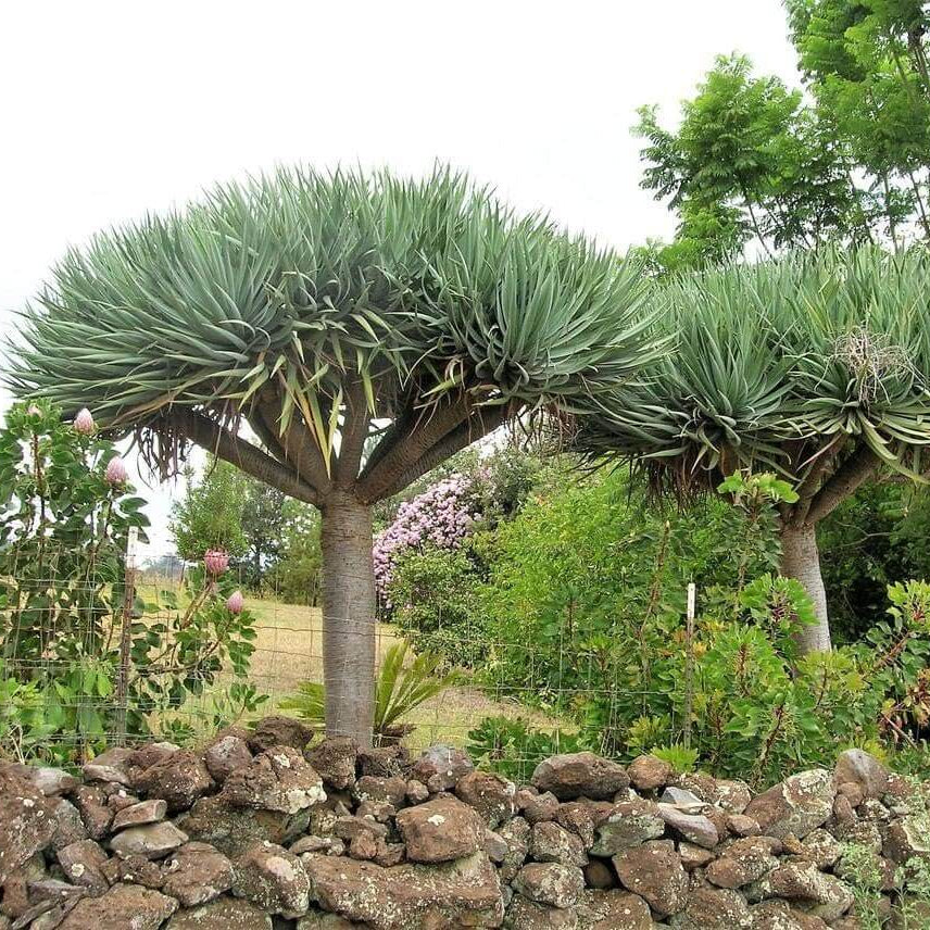 Dragon's Blood Tree Seeds - Flower Plant