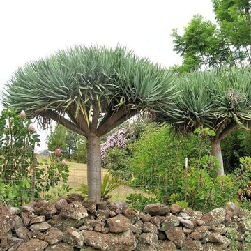Dragon's Blood Tree Seeds - Flower Plant