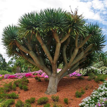 Dragon's Blood Tree Seeds - Flower Plant