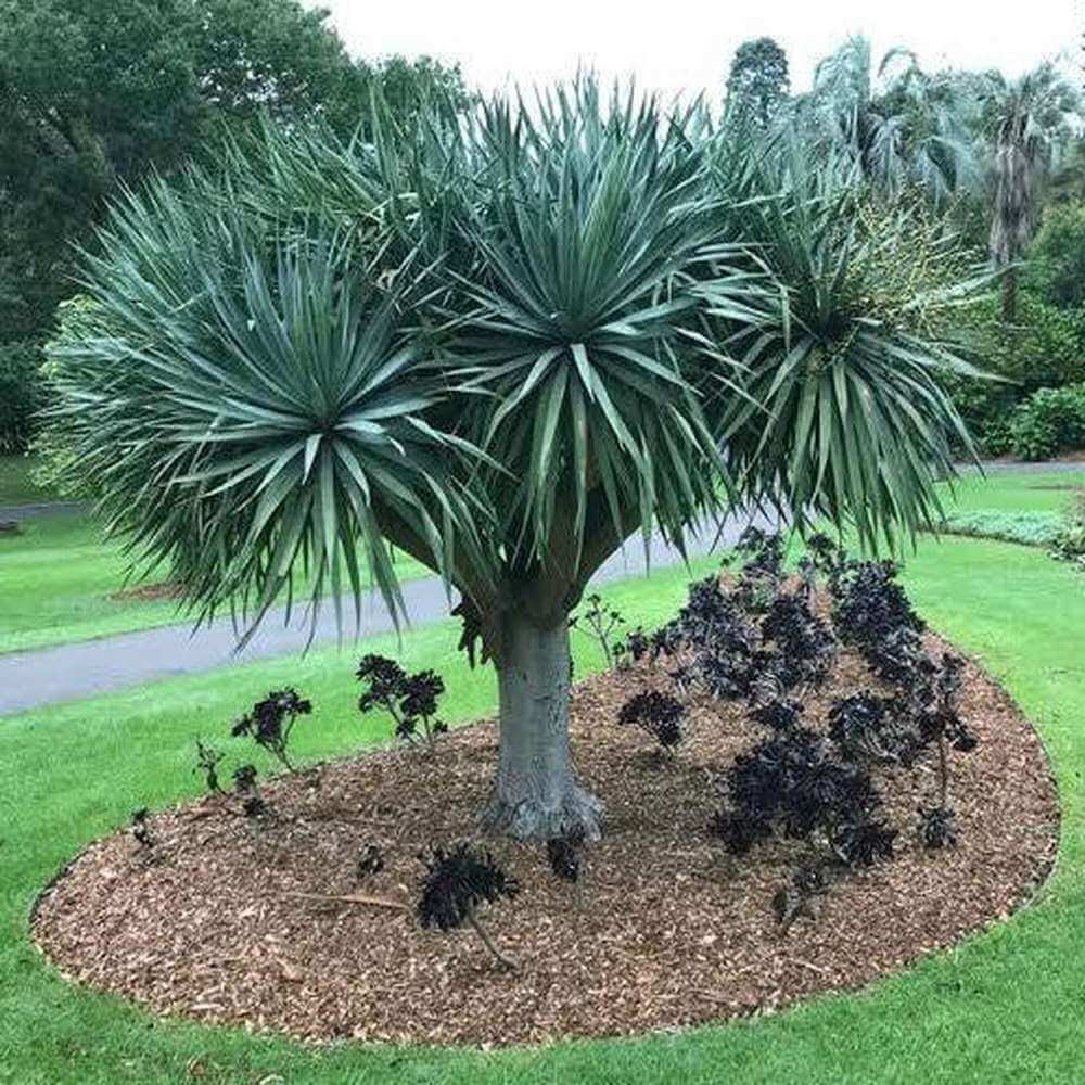 Dragon's Blood Tree Seeds - Flower Plant