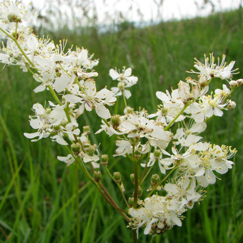 Dropwort Seeds
