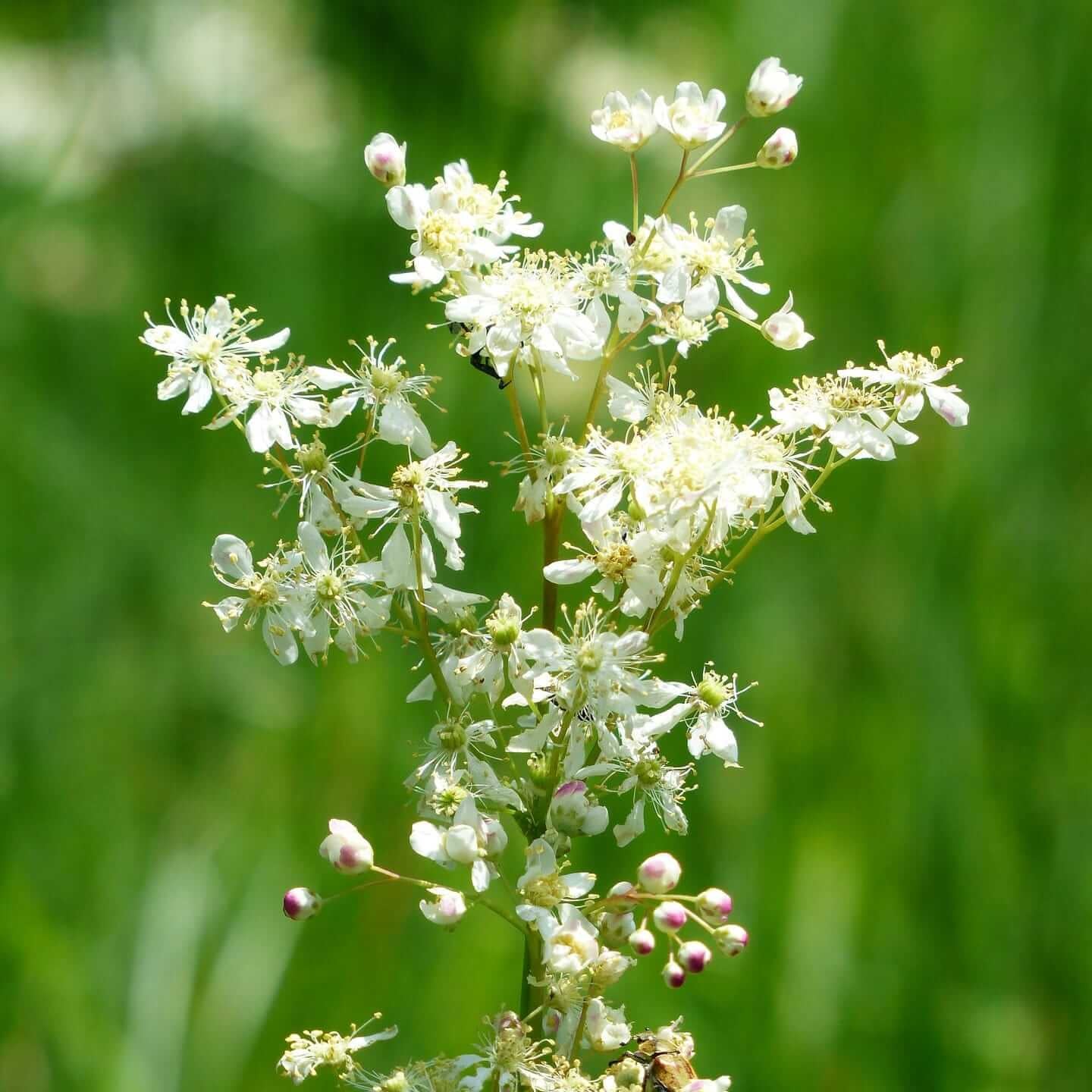 Dropwort Seeds
